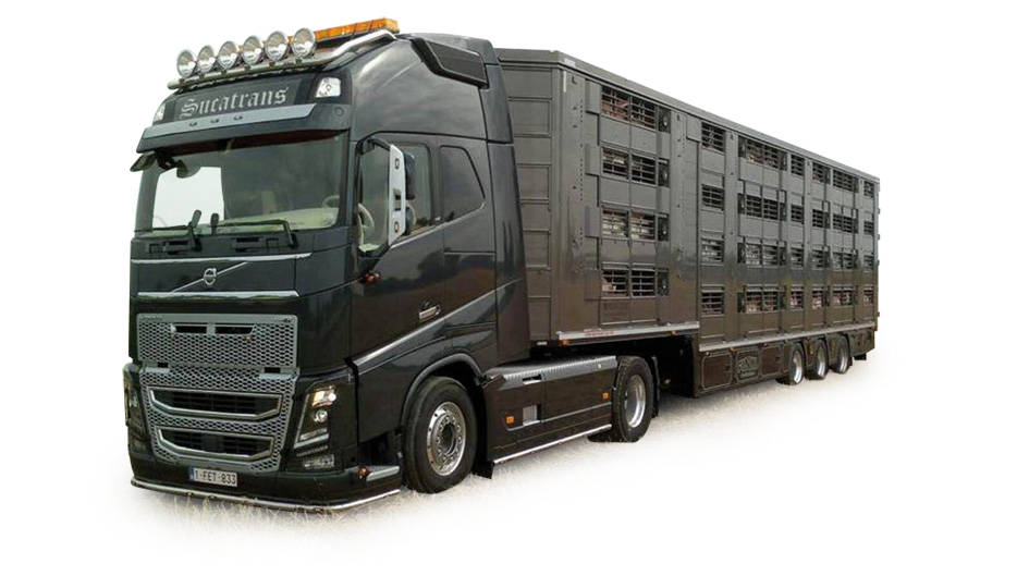 Volvo FH GL XL Viehtransporter-Sattelzug "Sucatrans"